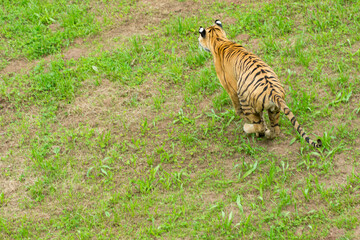 Fototapeta premium A tiger in the forest