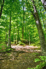Green trees at the forest in Yedi Goller (Seven Lakes) National Park, Bolu, Turkey