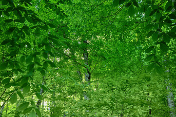 Green trees at the forest in Yedi Goller (Seven Lakes) National Park, Bolu, Turkey