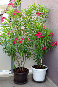 Nerium oleander or rosebay 5 years homegrown plant toxic shrubs flowering outdoors on apartment balcony