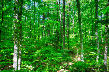 Fototapeta premium Green trees at the forest in Yedi Goller (Seven Lakes) National Park, Bolu, Turkey