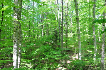 Green trees at the forest in Yedi Goller (Seven Lakes) National Park, Bolu, Turkey