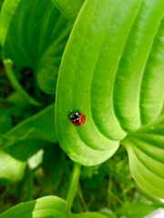 Ladybug on a green leaf