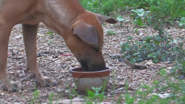 Feeding hungry stray dogs that live in deserted places.