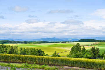 Fototapeta premium 日本北海道上川郡美瑛町の丘の風景