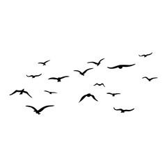 birds are circling