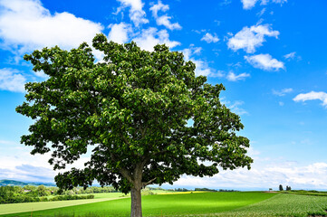 日本北海道上川郡美瑛町の丘の風景