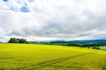 Fototapeta premium 日本北海道上川郡美瑛町の丘の風景