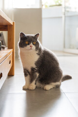 British shorthair cat sitting on the floor