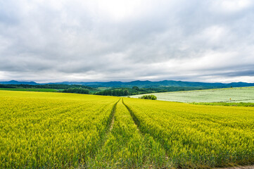 Fototapeta premium 日本北海道上川郡美瑛町の丘の風景