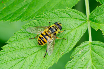 Close up of batman hoverfly (Myathropa florea) sitting on a leaf in summer