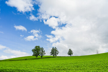 日本北海道上川郡美瑛町の丘の風景