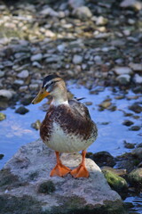pato con vivos colores encima de una piedra de frente