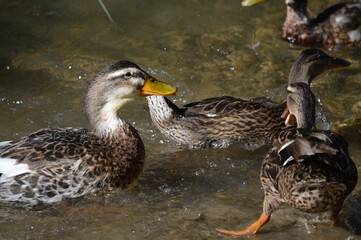 bando de patos en el agua