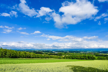 日本北海道上川郡美瑛町の丘の風景