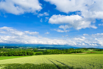 日本北海道上川郡美瑛町の丘の風景