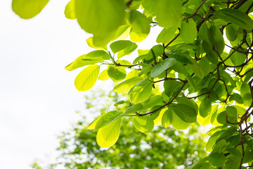 green leaf isolated on white background