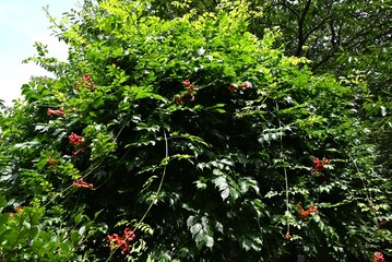 Trumpet creeper ( Campsis grandiflora ) flowers. Bignoniaceae deciduous vine shrub. Beautiful orange flowers bloom in summer.