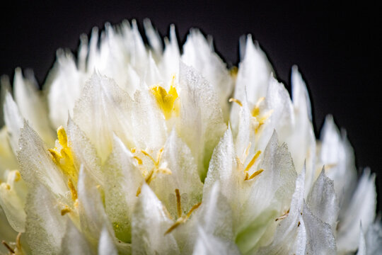 Flower of globe amaranth (Gomphrena globosa)