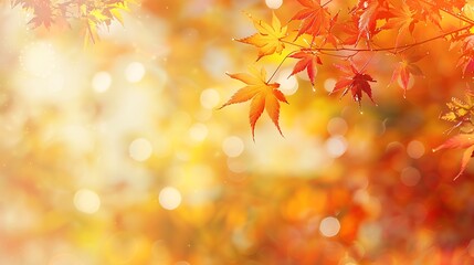 Vibrant Autumn Foliage with Soft Glowing Light - Seasonal Web Banner Design for End-of-Year Activities