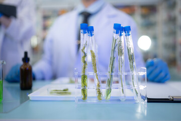 Pharmacist and chemical scientist doing antibiotic trials and testing in the laboratory