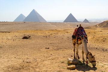 camel in the desert at the pyramids of Giza in summer