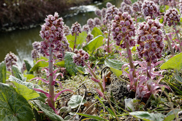 Petasites