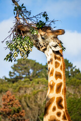 Giraffe Feeding