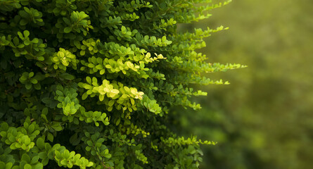 Green leaves with veins on an abstract nature background