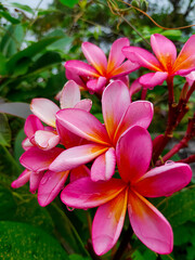 Adenium Flower Blossom On The Garden