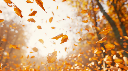 Close up of autumn leaves falling in the air, blurred background, sunny day