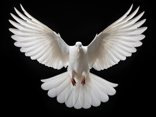 The white dove spreads its wings and is isolated against a black background.