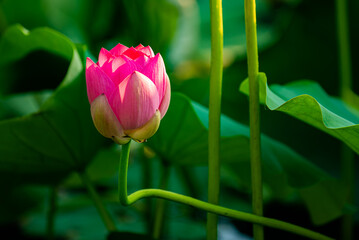 In summer, red lotus flowers are particularly bright against the backdrop of green lotus leaves