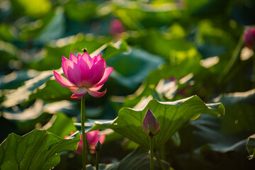 In summer, red lotus flowers are particularly bright against the backdrop of green lotus leaves