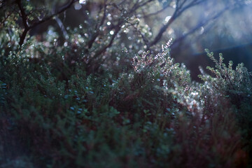 Autumn plants in the forest