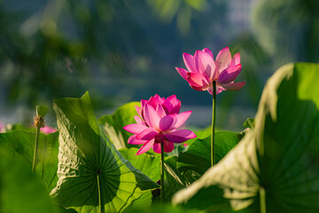 In summer, red lotus flowers are particularly bright against the backdrop of green lotus leaves