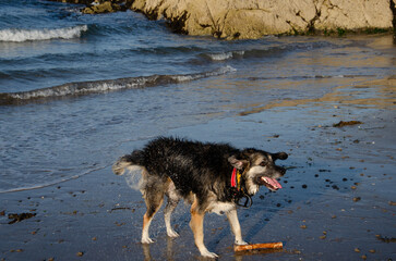 German Shepard Collie cross dog  playing with a stick in the waves on a beach in County Down