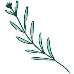 lily of the valley isolated