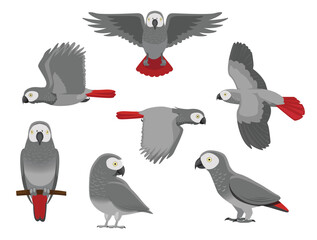 Grey Parrot Bird African Various Poses Cartoon Vector Character