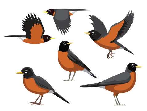 Bird American Robin Various Poses Cartoon Vector Character