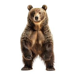 Fototapeta premium big bear isolated on white