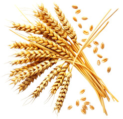 Wheat grain isolated on Transparent background. png