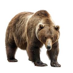 Fototapeta premium big bear isolated on white