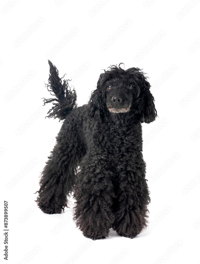 Wall mural poodle in studio