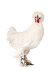 sultan chicken in studio