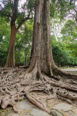 bayon roots in the forest