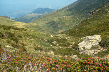 Rhododendron, Mont Fourcat, massif de Tabe, Ariège, 09, France