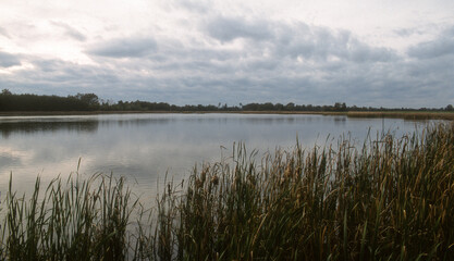 Etang, Dombes, 01, Ain, France