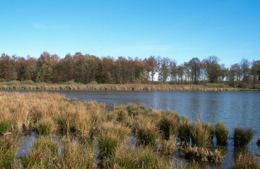 Etang, Dombes, 01, Ain, France