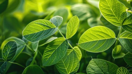 Soybean Leaves in Detail. Beautiful Herb Foliage with Bright Colors in Garden Setting